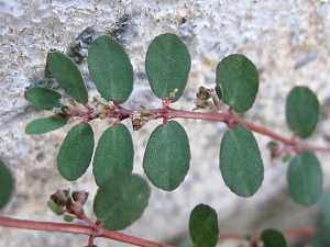 Euphorbia prostrata_2 Quincy Village, Charles Morel.JPG